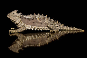 Horned lizard