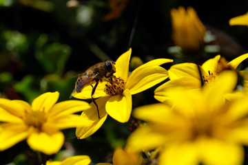 Mistbiene auf gelber Blüte - Stockfoto