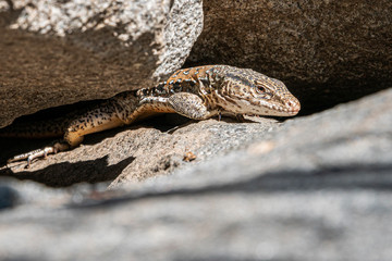 Wild Chilean Iguana or Callopistes maculatus in it's natural habit in Chile.