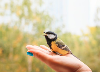  little bird tit sits on a woman's palm and sings on a Sunny clear day