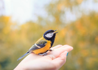 little bird tit sits on the palm of a man and sings on a Sunny clear day