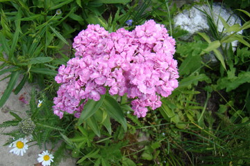 Flower in garden, Colorful, Summer design