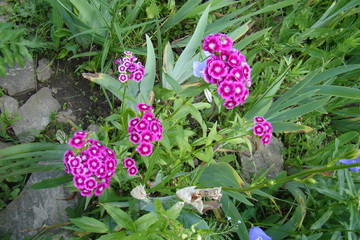 Flower in garden, Colorful, Summer design