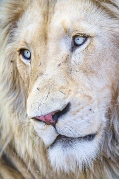 Pensive white lion