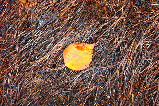 Single wet autumn birchen leaf in dark deep brown tones grass. Close-up late autumn texture background, autumn season concept
