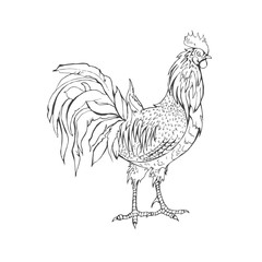 Fototapeta na wymiar Rooster in graphic style,