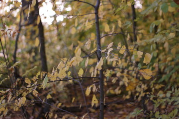 tree in autumn
