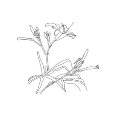 Pattern lily. Linear drawing of a flower branch on a white background