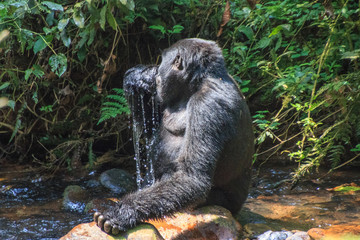 Trinking Gorilla at  Tracking in Uganda Biwindi NP