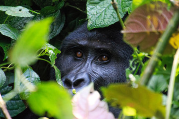 Gorilla Tracking in Uganda Biwindi NP © Barbara Fröhlich