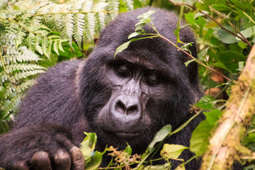 Gorilla Tracking in Uganda Biwindi NP