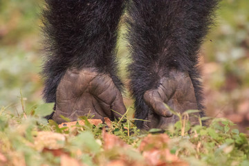 Eating Gorilla,  Tracking in Uganda Biwindi NP