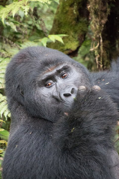 Silverback, Gorilla at  Tracking in Uganda Biwindi NP