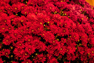 Background of red chrysanthemums. Bouquet of red flowers for holiday greetings_
