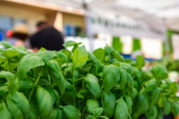 Organic produce at a farmer's market. Fresh and organic green basil plants are seen up-close on a market stall, a blurry person is seen shopping in the background with room for copy.