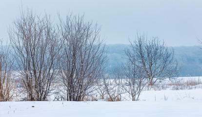 Fototapeta na wymiar Bare trees on a background of winter snowy forest_