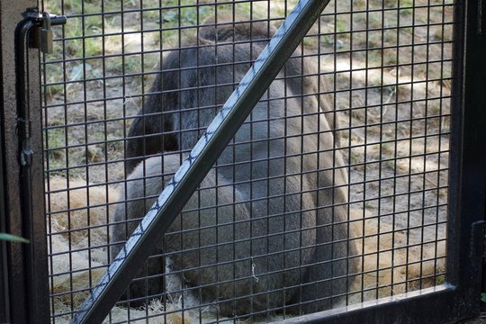 Western lowland gorilla sitting with back to fence. Silver back male gorilla, the largest of the great apes