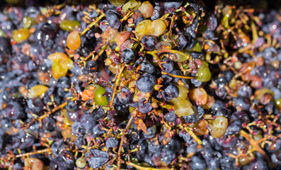 Wine material, grape juice - must, stum, maun. Technology of wine production in Moldova. The folk tradition of making wine. The ancient tradition of grape processing.