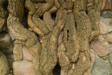 Ivy root on the wall of a stone fortress
