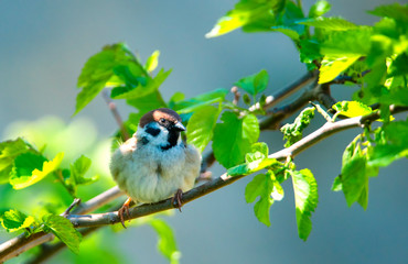 beautiful sparow on a branch in summer