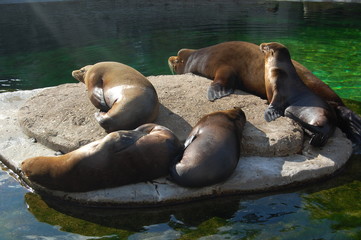 Seals resting on the rocks in the sun.