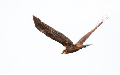 hawk prepared to hunt in summer time