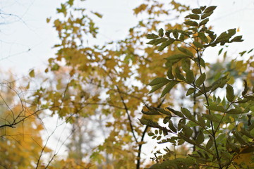 yellow autumn leaves