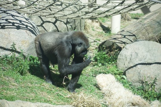 Western lowland gorilla in zoo foraging for food through glass enclosure. Animal picks at grass and shrubs. under net play enclosure