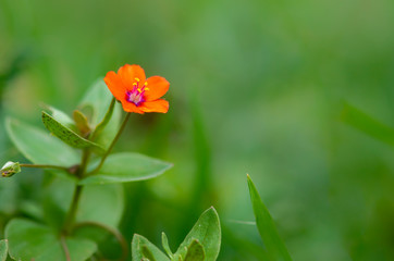 orange flower over green background on nature