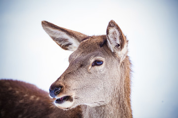 roe deer in winter snow