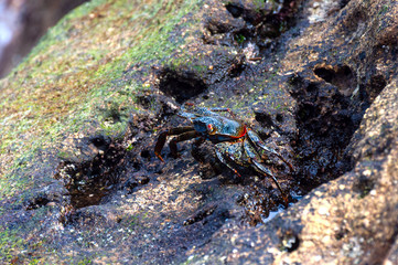 Colorful crab walking on a rock at the Los Frailes Beach National Park, in Manabi, Ecuador