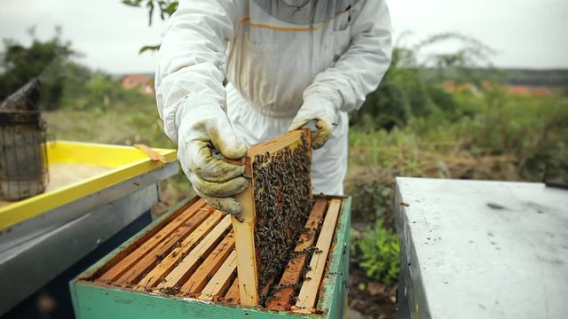 Close up of beekeeper hands working with bees and beehives on the apiary.
