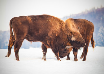 european bison (Bison bonasus) fighting in winter