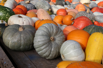 Fresh healthy bio pumpkins on farmer agricultural market at autumn