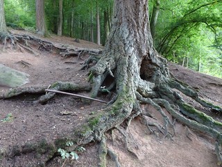 Baumwurzeln