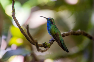 White vented Violetear  photographed in Santa Teresa, Espirito Santo. Southeast of Brazil. Atlantic Forest Biome. Picture made in 2013.