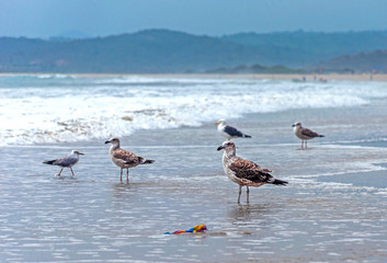 Seagulls on the beach sand in front of the ocean looking for food. San Pedro, Manabí, Ecuador.
