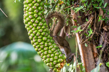 Brazilian squirrel photographed in Santa Teresa, Espirito Santo. Southeast of Brazil. Atlantic Forest Biome. Picture made in 2013. © Leonardo