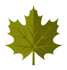 maple leaf