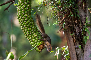 Brazilian squirrel photographed in Santa Teresa, Espirito Santo. Southeast of Brazil. Atlantic Forest Biome. Picture made in 2013. © Leonardo