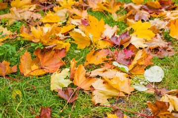 The grass turns yellow on the lawns and red and yellow leaves fall, city autumn. Fall season leaves on lawn. Sunny autumn day foliage. October weather, november nature background.