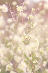 meadow with lot of white flowers