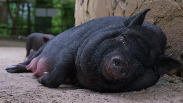 Black sow with little funny pigs on the farm. Cloae up.