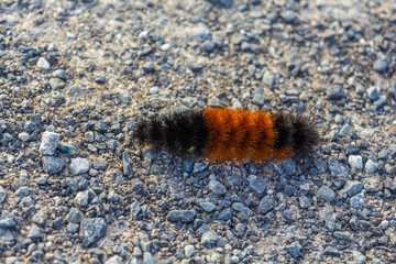 Banded Woolly Bear Caterpillar
