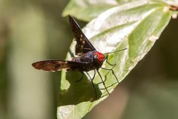 Moth photographed in Domingos Martins, Espirito Santo. Southeast of Brazil. Atlantic Forest Biome. Picture made in 2013.