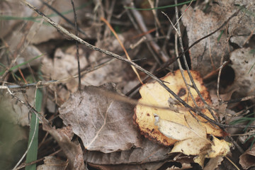 dry leafs on the ground