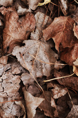 dry leafs on the ground