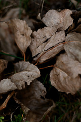 dry leafs on the ground