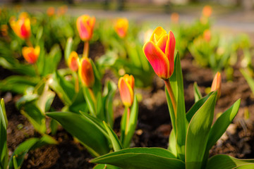 Tulips in the spring on a nice medow
