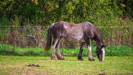 Grazing Horse Grazes